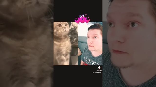#котыприколы#коты #прикол #смех #foryou #foryoupage #witzigevideos #humor #katzen
