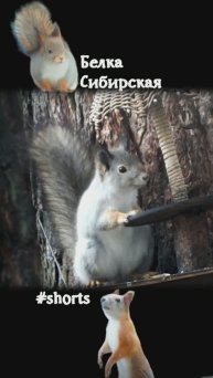 Белка у зонтика