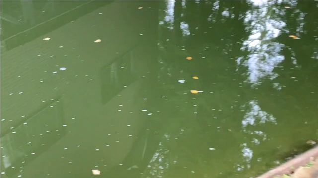 Новости с пруда.Малек готовится к зиме.