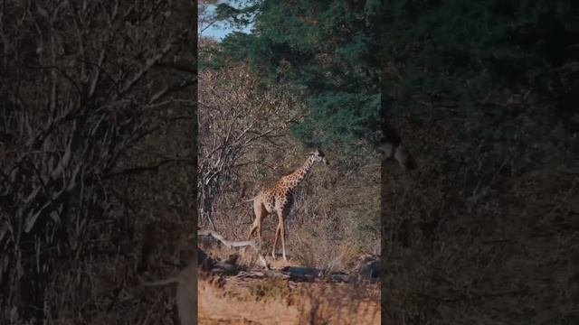 7 шейных позвонков #животные
