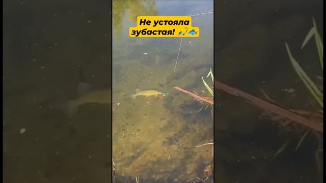 Не устояла