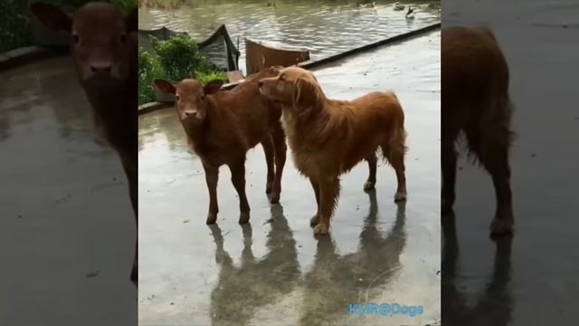 Лучший друг, бык Борька🐂😂 ( видео про собак )