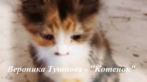 Вероника Тушнова - "Котенок"