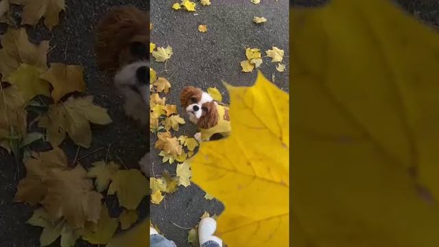 Питомник "из Прованса с Любовью". 89684791404 Есть доступные щенки