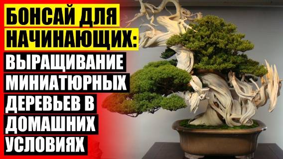 ⛔ Деревья в доме 🎯 Интернет магазин комнатных цветов с доставкой по россии ❗