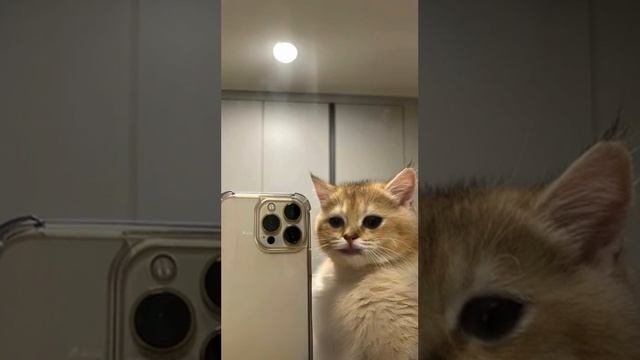 Котоселфи #cat #selfcare #art #memes #природа #football #travel #funny #life #love #school #gameplay