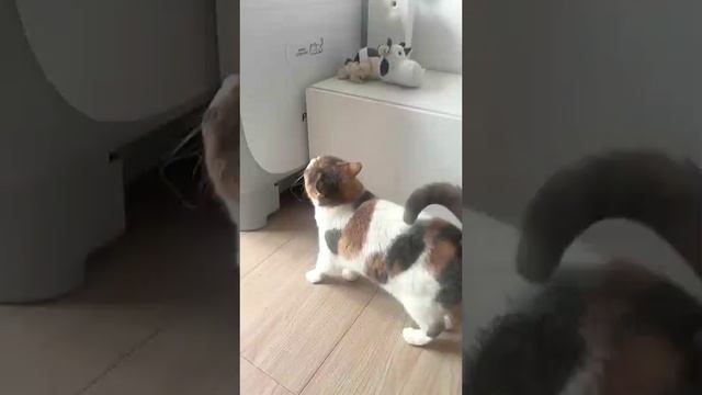 Кот, от которого ждёшь пасхалки – он прячет сюрпризы в каждом движении!