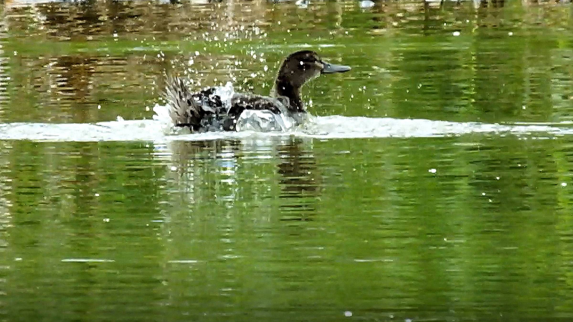 ВОДНЫЕ  ПРОЦЕДУРЫ