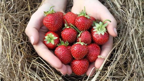 ⚠ HOME BERRY VARIETÀ DI FRAGOLE RECENSIONI REALI 🤘 COSA SI PUÒ COLTIVARE SUL DAVANZALE DELLA FINES