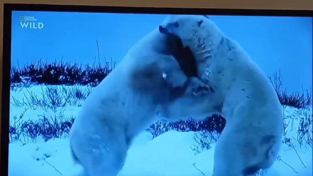 2 Polar Bears fight