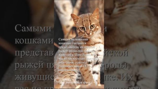 самая маленькая кошка