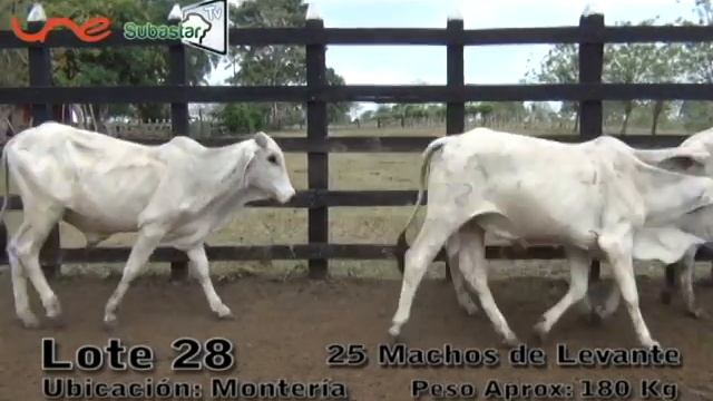 Lote 28 SUBASTAR TV - Febrero 15 de 2012