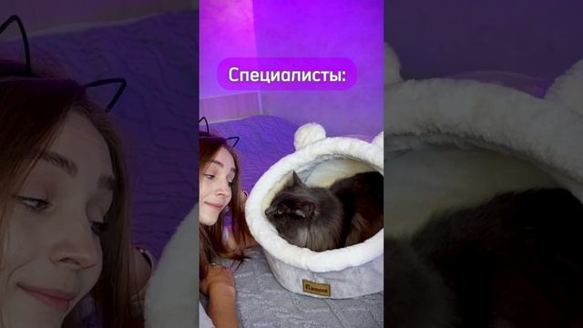 СПЕЦИАЛИСТЫ! #cats #котята #top #мейнкун