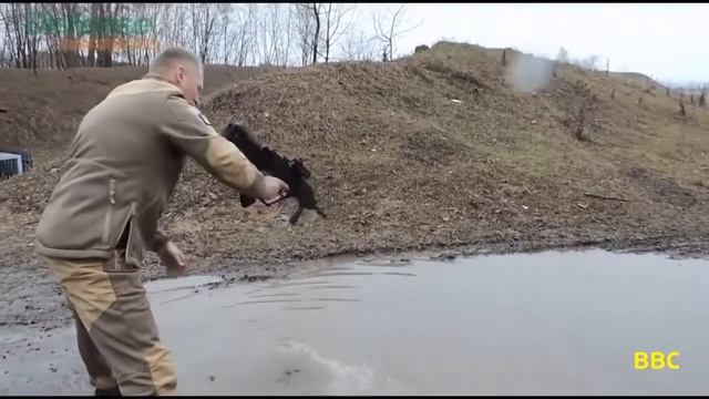 Новый Украинский автомат, Европейское качество