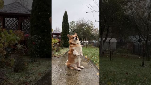 Первый снег️ #коржмарти #корги #собака #кот #юмор #животные #corgi #dog #cat #funny #animals