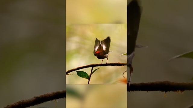 🕊Крылья заменяют слова