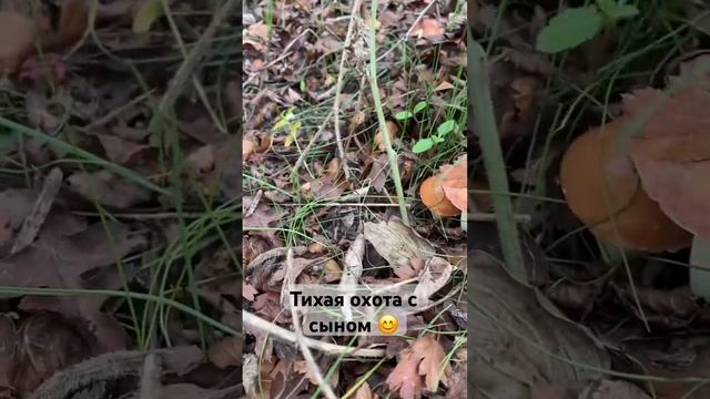 Тихая охота с сыном  #природа #тихая_охота #грибалка #грибы #маслята