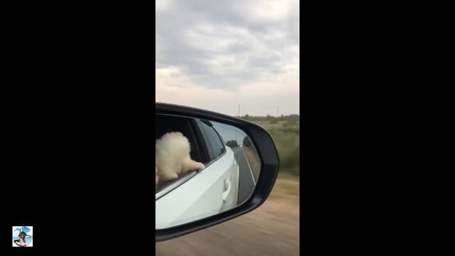 Маленький путешественник. Милый щенок шпиц померанский! Cute spitz puppy!