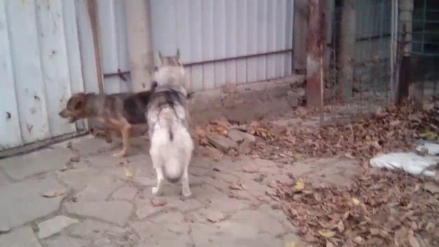 наши собаки 3
