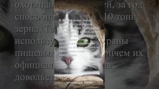 кошки охранницы