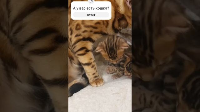 А  у нас прибавление. Бенгальские котята #бенгальскаякошка #котята #счастье #животные