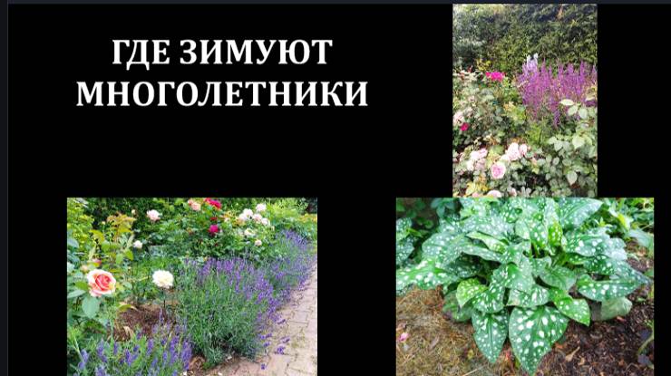 МОГУТ ЛИ ДЕКОРАТИВНЫЕ РАСТЕНИЯ ЗИМОВАТЬ С РОЗАМИ?