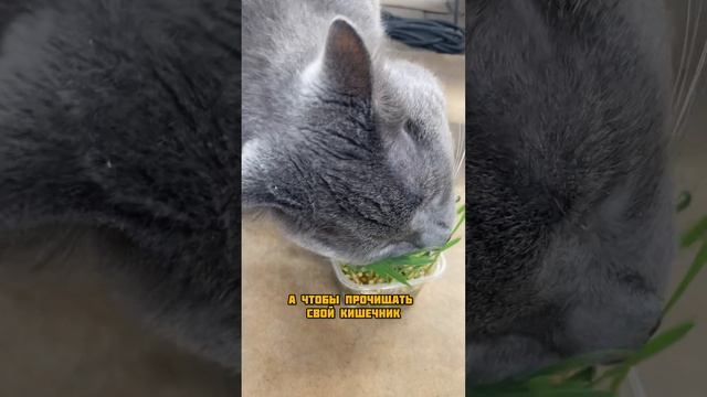 Трава для кошек