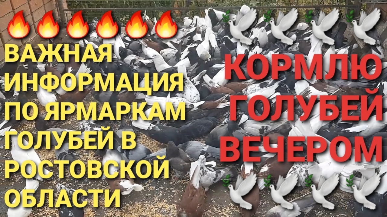 🔥🔥🔥 Важная информация по ярмаркам голубей в Ростовской области. Кормлю голубей вечером.