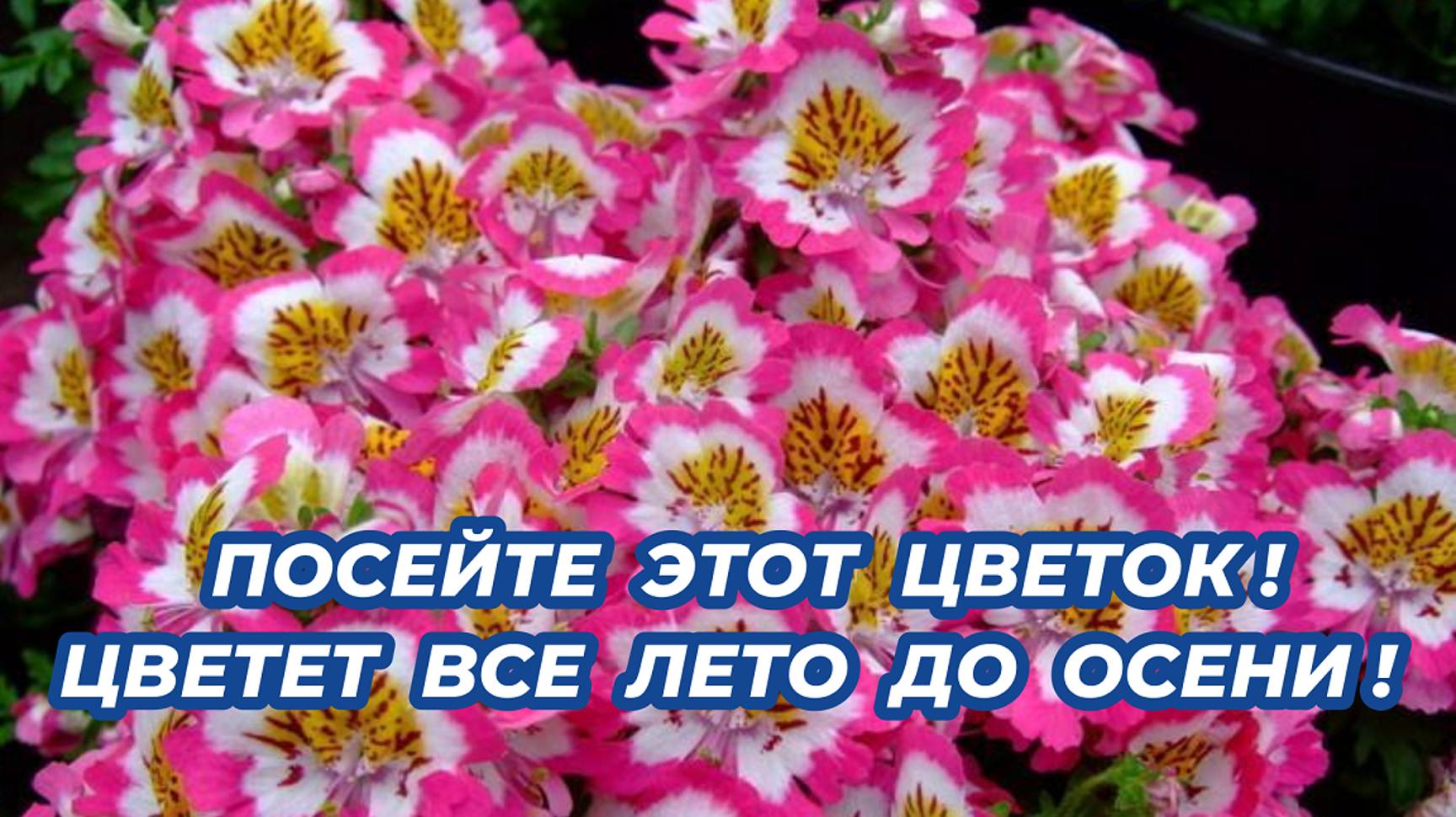 Посейте этот необыкновенно красивый цветок и любуйтесь цветением все лето в саду!