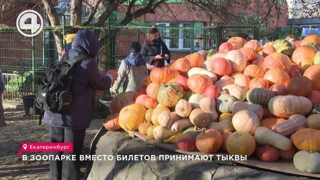 В зоопарке вместо билетов принимают тыквы