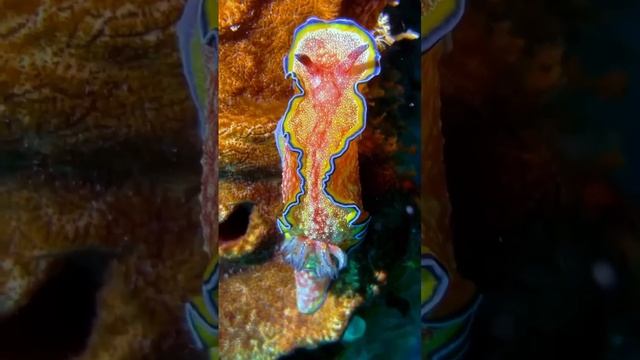 🐌 Морская улитка
Известно, что морские улитки – каннибалы и поедают друг друга.