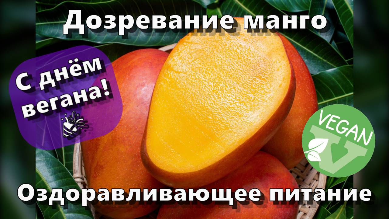 Дозревание манго — С днём вегана! 🎉 — Оздоравливающее питание