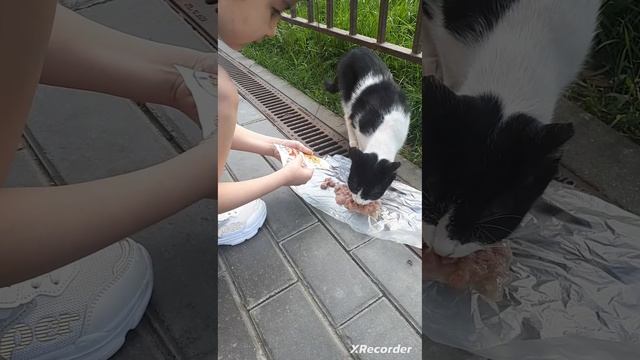 софия кормит котика