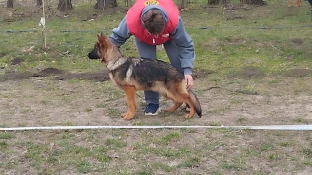 Баларис Чудь (aka Воля) 5 мес.