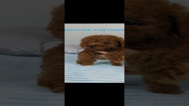 1000102513.mp4
