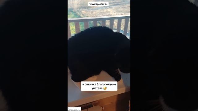кошачьи игры