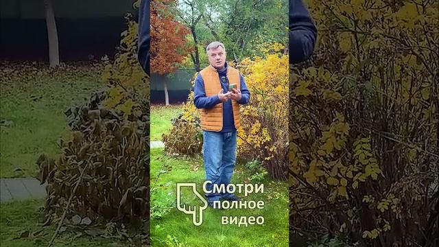 ГАЗОН: Удобрение НЕ ГЛАВНОЕ?