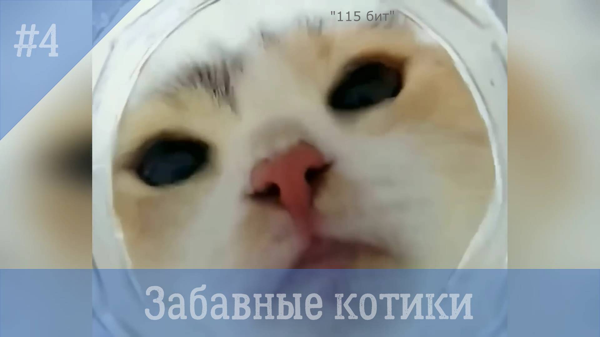 Забавные котики. # 4.