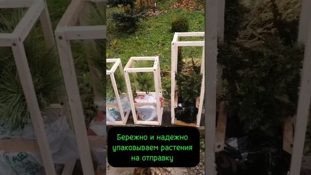 Упаковка растений для отправки