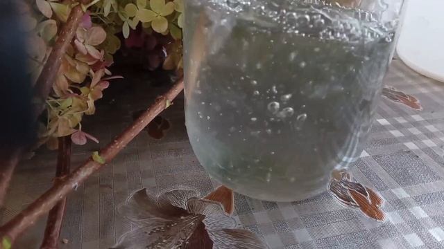 Стабилизация соцветий гортензий. Эксперемент. Первый опыт. Результаты. 31.10.2024