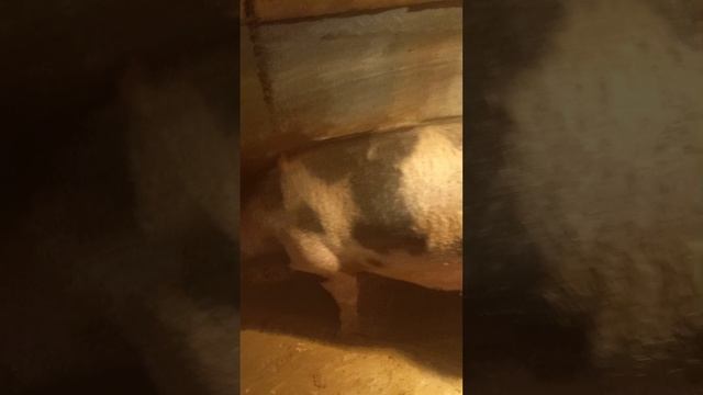 Вечерняя кормёшка поросят. ####дюрок