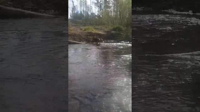 Бигль "Фокс" преодолевает речушку. #siberia #fishing #travel #hunter #lake #nature #бигль #собака