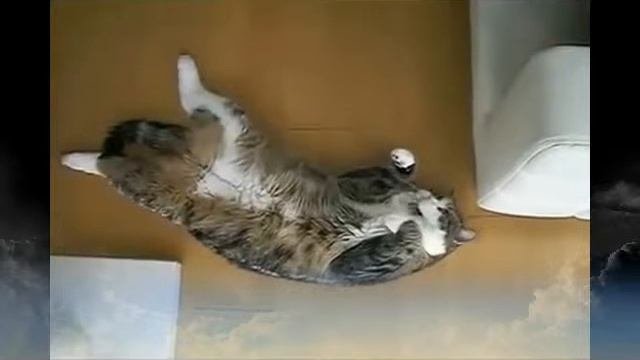 Sketches From The Life Of Cats 1 - Этюды из жизни кошек 1