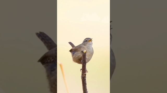 birds_perfection.mp4