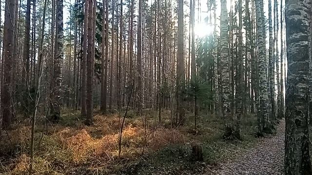 За грибами в Последний день Октября.