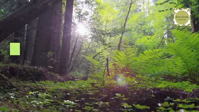 Green Secrets Holistic Health Retreat
