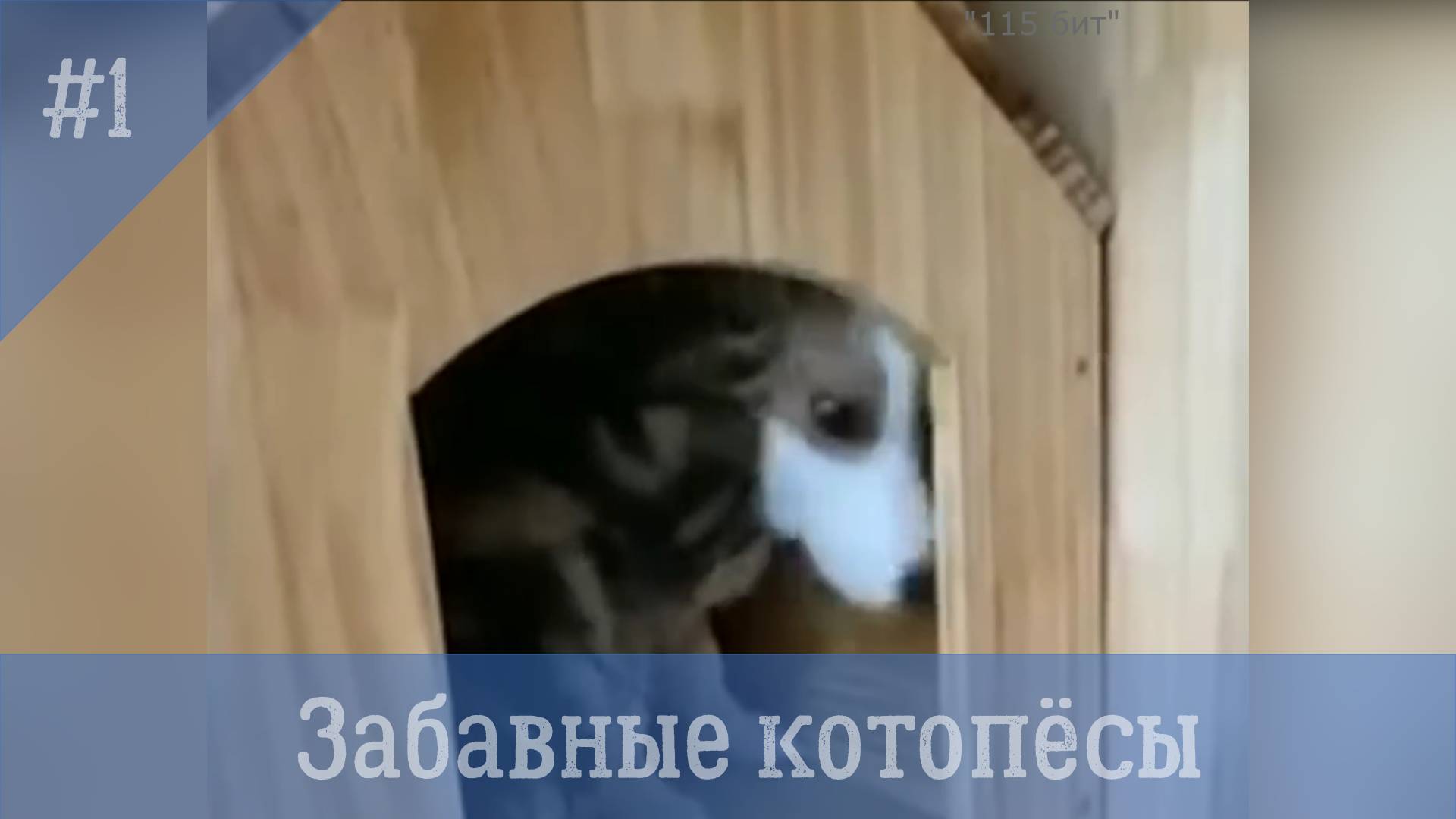 Забавные котопесы. # 1.