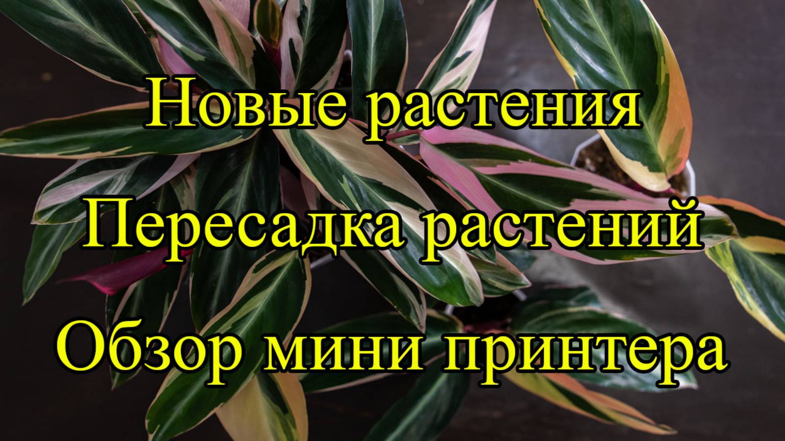 Осень | Распаковка растений | Пересадка строманты | Обзор принтера для этикеток | Цветы в Саратове.