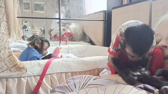 Уля, Федя и Мила, будни #животные #animals #pets #cute  #monkey #babyanimals #zoo #обезьяна #макака