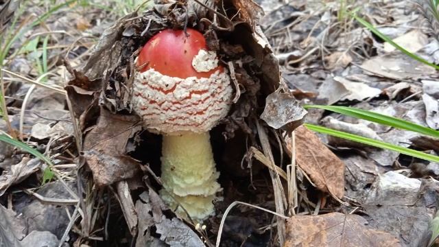 ЭКОЛОГИЯ - ДЕЛО КАЖДОГО! __ ГРИБНОЕ ЦАРСТВО__ВАСИЛЬЕВА ДАРЬЯ